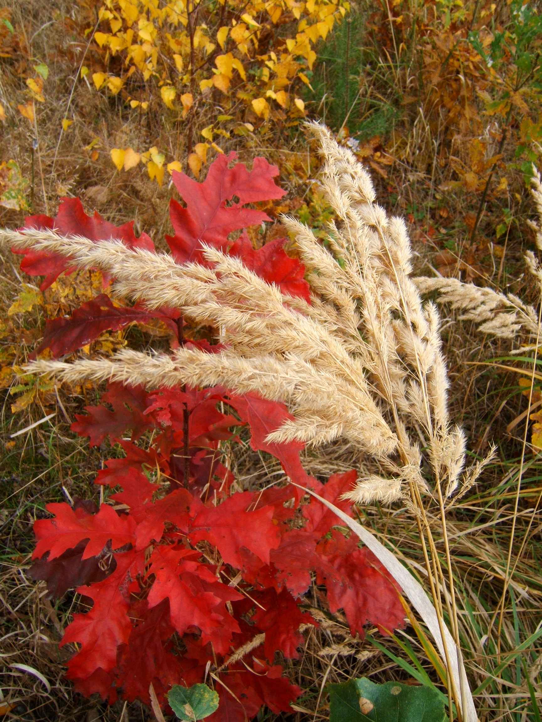 DSCF0770.jpg