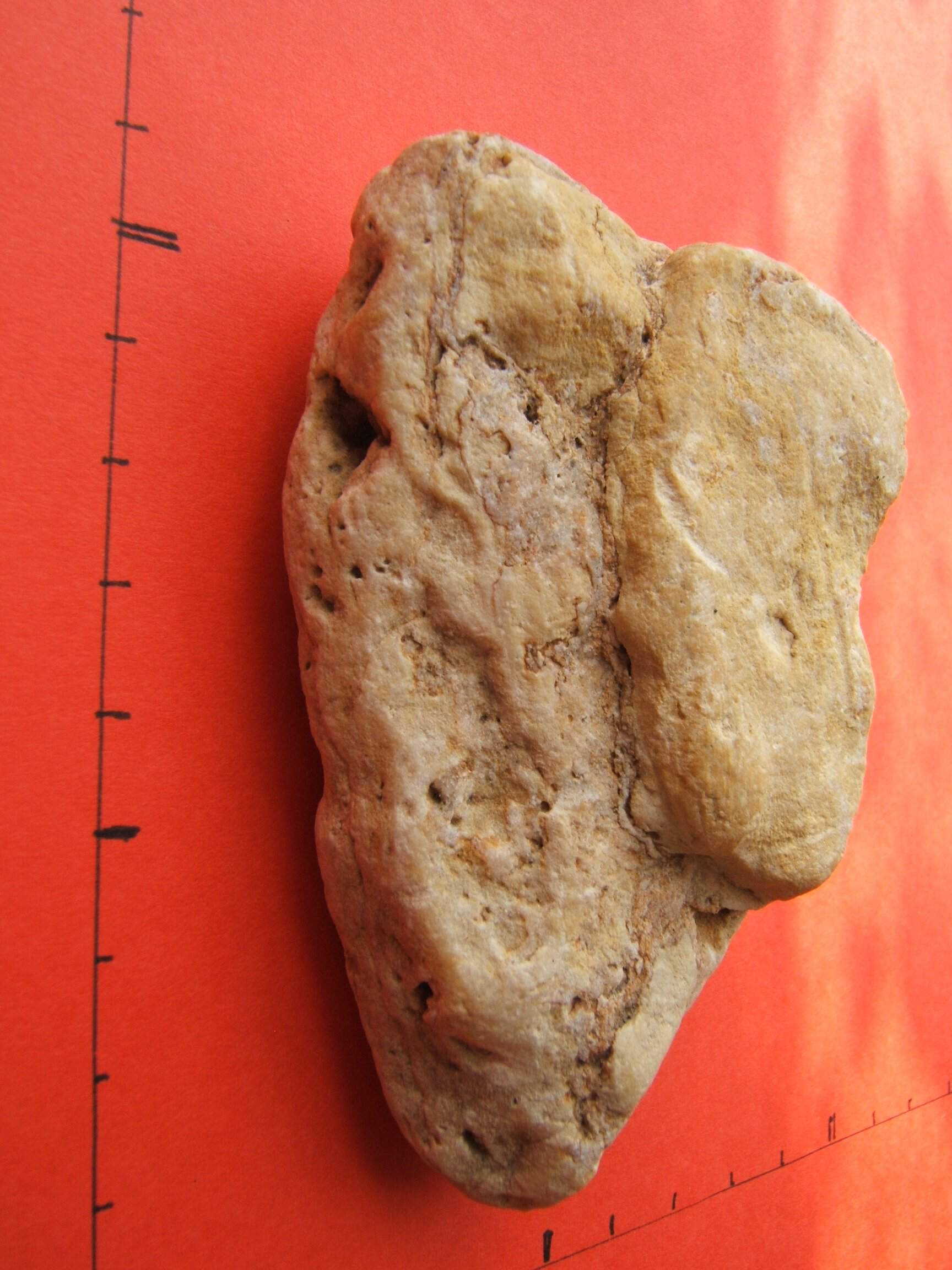 38.Hlava mamuta, ucho a oko